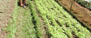 Organic Gardening in Java